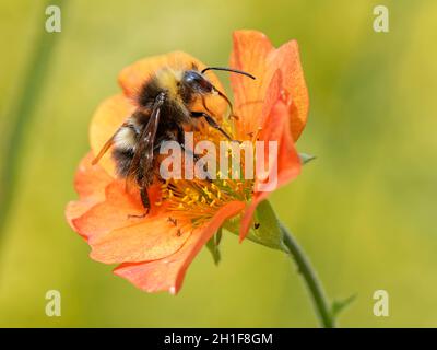 Frühe Hummel (Bombus pratorum), die an einer Avensenblume (Geum coccineum borisii) nektariert, Wiltshire Garden, Großbritannien, Juni. Stockfoto