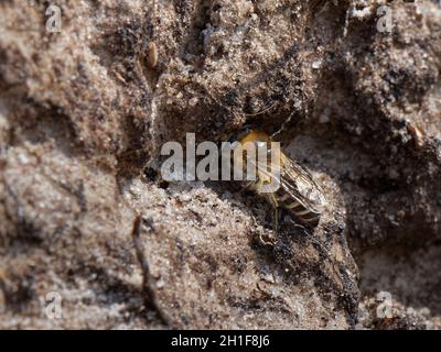 Heather Colletes Biene (Colletes succinctus) in ihren Nestbau in einem sandigen Ufer in Heide, Dorset, Großbritannien, September. Stockfoto