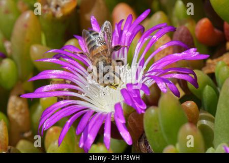 Honigbiene (APIs mellifera), die aus einer purpurnen Taupflanze (Disphyma crassifolium) auf einer Küstenklippe, Lizard Point, Cornwall, Großbritannien, entstammt. Stockfoto