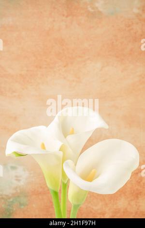 Nahaufnahme von drei weißen Calla Lilly-Blüten auf einem weichen, pastellorangefarbenen Hintergrund mit Kopierfläche Stockfoto