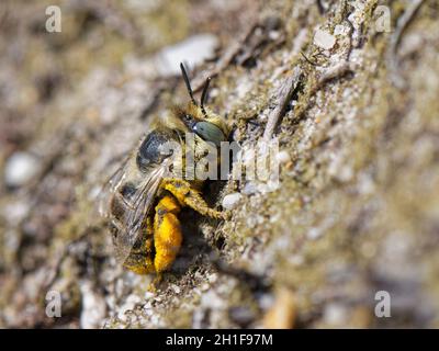 Kleine/Grünäugige Biene (Anthophora bimaculata) Weibchen nähert sich ihrem Nestbau in einer Sandbank in Heide, Dorset, Großbritannien, August. Stockfoto