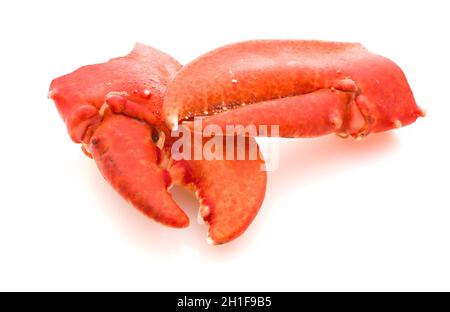 Krallen eines gekocht europäischen gemeinsamen Hummers isoliert auf einem weißen Studio-Hintergrund. Stockfoto