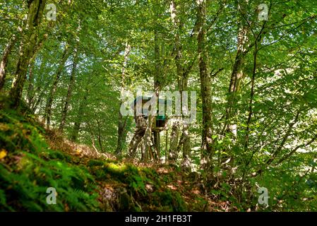 Eine hölzerne Kanzel eines Jägers, der in einem dichten Laubwald steht. Stockfoto