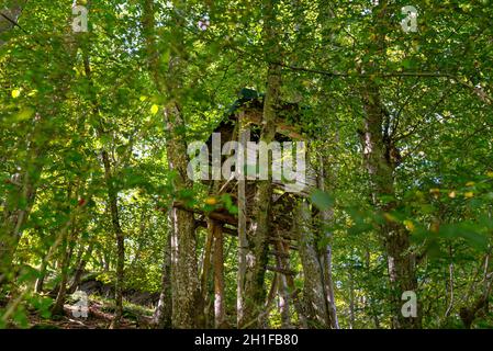 Eine hölzerne Kanzel eines Jägers, der in einem dichten Laubwald steht. Stockfoto