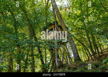 Eine hölzerne Kanzel eines Jägers, der in einem dichten Laubwald steht. Stockfoto