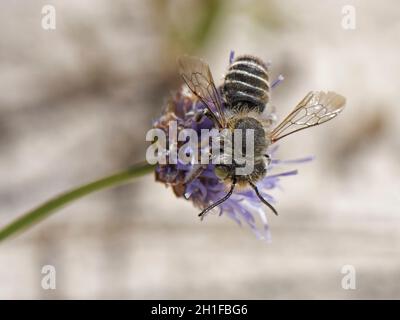 Silbrige Biene (Megachile Leachella), Weibchen, die Pollen von einer schaufeligen, scheußlichen Blume (Jasione montana) in den Sanddünen an der Küste, Großbritannien, sammelt. Stockfoto