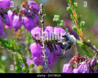 Kleine Sandgrubenbiene (Andrena argentata), die aus einer Glockenheidepflanze (Erica cinerea) auf Heide, Dorset, Großbritannien, im Juni, entstammt. Stockfoto