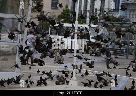 salvador, bahia / brasilien - 25. februar 2019: Tauben werden auf dem Platz Campo da Polvora in Salvador gesehen. *** Ortsüberschrift *** . Stockfoto