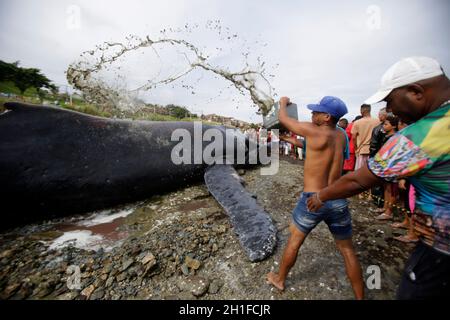 salvador, bahia / brasilien - 30. August 2019: Ein Buckelwal stirbt, während er am Strand von Coutos in Salvador auf Grund läuft. Das Tier betrat die Bucht von allen Stockfoto