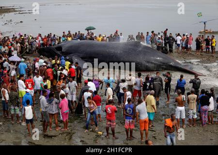 salvador, bahia / brasilien - 30. August 2019: Ein Buckelwal stirbt, während er am Strand von Coutos in Salvador auf Grund läuft. Das Tier betrat die Bucht von allen Stockfoto