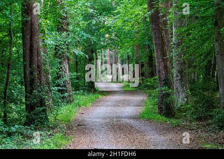 Sommer, von Bäumen gesäumter Blick auf den beliebten Tarka Trail bei Meeth - Blick in Richtung Great Torrington #2. Stockfoto