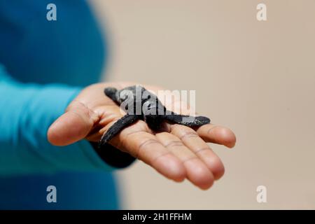 salvador, bahia / brasilien - 12. oktober 2019: Person, die Babyschildkröte aufgrund von Ölverschmutzungen am Strand von Ipitanga in Lauro de Freitas tot hält. Stockfoto