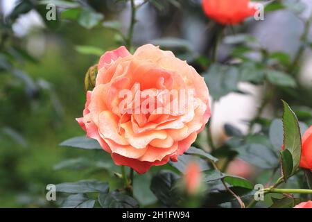 Gelb mit orangen Rosen, wunderschöne Rosen in voller Blüte im Garten im Frühling Stockfoto