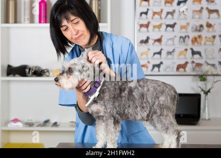 Veterinär Durchführen einer zahnmedizinischen Untersuchung zu einem Schnauzer min. In klinischen Stockfoto