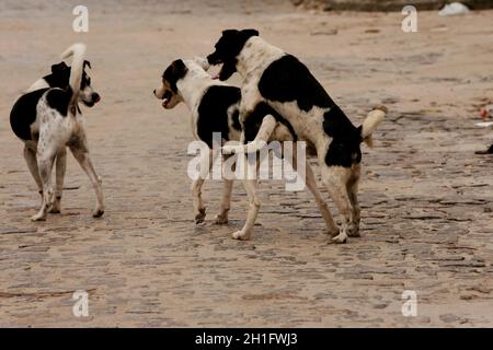 Eunapolis, bahia brasilien - 29. august 2009: Hund in der Fortpflanzungszeit zieht zwei Hunde auf der Straße in der Stadt Eunapolis. *** Ortsüberschrift *** Stockfoto