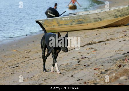 salvador, bahia / brasilien - 25. februar 2011: Hund ist am Strand Sand in der Stadt Salvador gesehen. *** Ortsüberschrift *** . Stockfoto