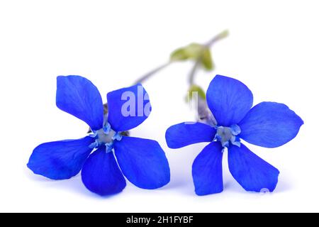 Schnee Enzian Blumen isoliert auf weißem Hintergrund Stockfoto