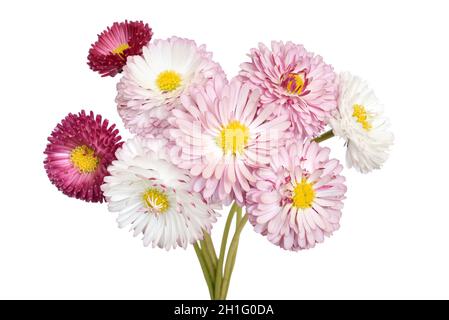 Bellis perennis Blüten isoliert auf weißem Hintergrund Stockfoto