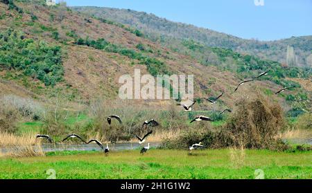 Auenwald in Karacabey Bursa viele und Gruppen von Vögeln Pelikane schwarz-weißen Storch auf grünem landwirtschaftlichen Feld in der Nähe des Flusses und Bäume. Stockfoto