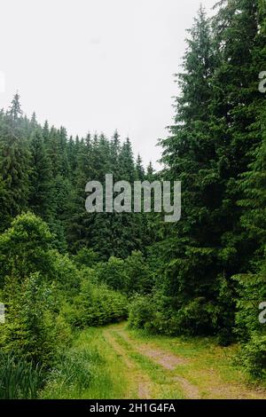 Panoramablick auf einen Pfad, der sich durch eine Bergwiese mit Nadelbäumen schlängelt Stockfoto