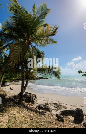 Paradise Lagoon Strand und Palmen, die in Gosier Guadeloupe Insel, Karibik Stockfoto
