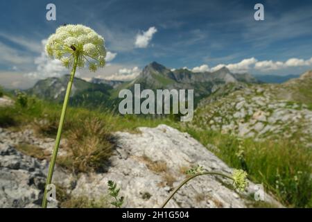 Apuanische Alpen Berge mit Blumen im Vordergrund. Monte Corchia, Pania della Croce vom Monte Matanna aus gesehen. Stock-Fotos. Italien. Stockfoto