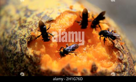 salvador, bahia / brasilien - 27. juni 2016: In der Stadt Salvador werden Insekten beim Mango-Essen gesehen. *** Ortsüberschrift *** . Stockfoto