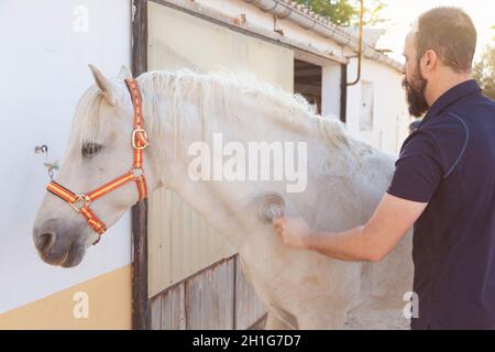 Ein bärtiger kaukasischer Mann, der mit einem Reinigungswerkzeug vor einer Wand und einem Tor Schmutz vom Fell eines weißen Pferdes reinigt. Stockfoto