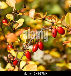 Reife und rote Beeren Berberis thunbergii Atropurpurea im Herbst Sträucher mit Früchten in der Nähe Stockfoto