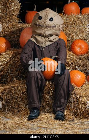 Gruselige halloween Vogelscheuche mit geflicktem Schopfkopf mit Knopfaugen, die auf Heuhaufen sitzen und Kürbis halten Stockfoto