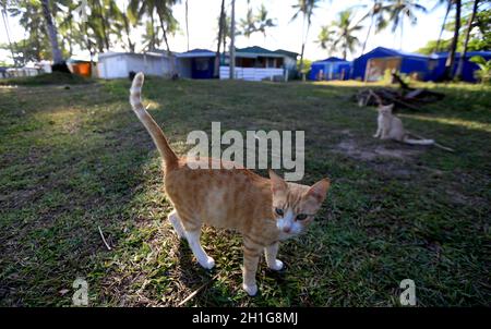 salvador, bahia / brasilien - 22. september 2015: Eine Katze wird auf dem Campingplatz im Stadtteil Itapua in der Stadt Salvador gesehen. *** Lokale Capti Stockfoto