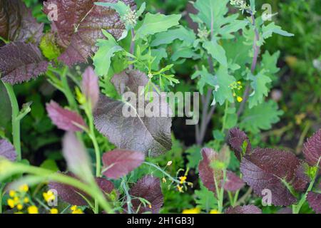 Verschiedene Arten von Salat, die in einer Gemüsefarm angebaut werden. Organisches Konzept. Gesunder Salat wächst im Gemüsegarten. Grüner Salat. Stockfoto