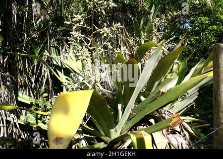 marau, bahia / brasilien - 27. dezember 2011: Riesige Bromelien sind in der Region Barra Grande in der Gemeinde Marau im Süden Bahias zu sehen. Stockfoto