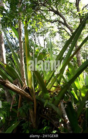 marau, bahia / brasilien - 27. dezember 2011: Riesige Bromelien sind in der Region Barra Grande in der Gemeinde Marau im Süden Bahias zu sehen. Stockfoto