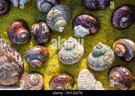 Seashell background, lots of different seashells piled together for sale in Crete. These seashells are native to the Mediterranean and Aegean seas. Stockfoto