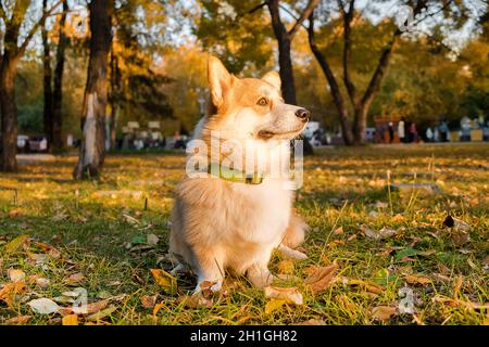 Welsh Corgi Pembroke Welpe, glücklich lächelnder Hund. Portrait of Welsh Corgi Pembroke Lächeln und glücklich netter Hund, der im Park auf dem Gras sitzt. Stockfoto