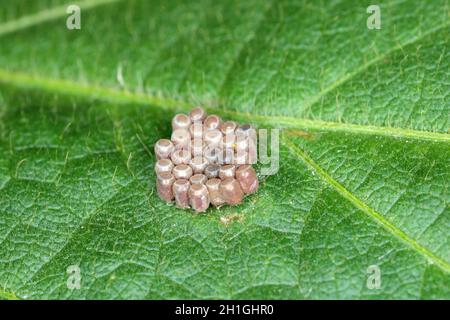 Eier von Schildwanzen in der Familie Pentatomidae auf einem Sojabohnenblatt. Stockfoto