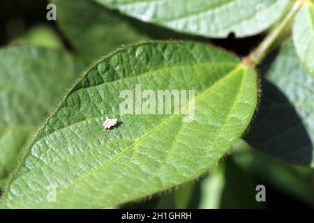 Eier von Schildwanzen in der Familie Pentatomidae auf einem Sojabohnenblatt. Stockfoto