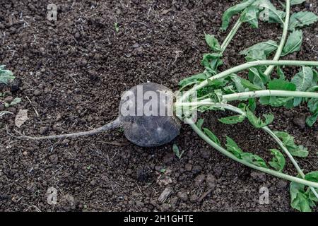 Frische schwarze Rüben liegen im Garten Stockfoto