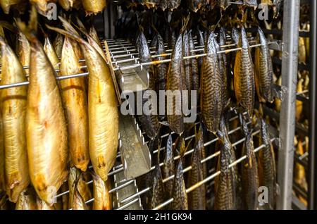Heiß geräucherter Makrele. Der Meeresfisch hängt an Metallstangen Stockfoto