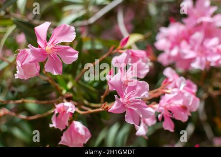 Pulsierende rosa Nerium oleander Blume gegen die natürlichen grünen Hintergrund. Romantik Blume Karte. Helle natürliche Hintergrund. Stockfoto