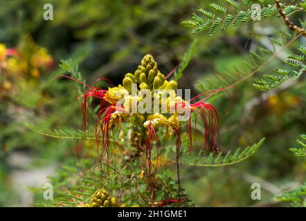 Gelbe und rote Blume des Paradiesvogels (Caesalpinia gilliesii oder Erythrostemon gilliesii). Stockfoto