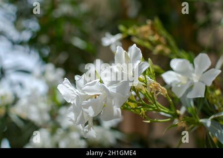 Weißer Nerium Oleander blüht auf natürlichem grünen Hintergrund. Romantische Blumenkarte. Natürlicher Hintergrund. Stockfoto