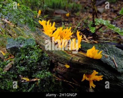 Gelber Gelee Antler Pilz 'Calocera viscosa', Stagshorn, Looe Pool Woods, Helston, Cornwall, UK Stockfoto