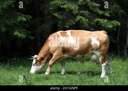 Kuh auf einer Weide bei Pokljuka in Slowenien Stockfoto