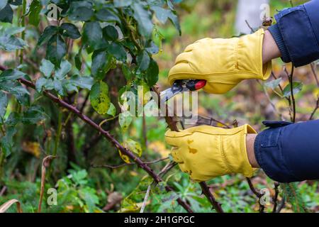 Rosensträucher im Herbst beschneiden. Gartenarbeit. Der Beschneider in den Händen des Gärtners. Stockfoto