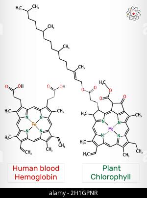 Pflanzliches Chlorophyll und humanes Hämloblobenmolekül (Heme B, Haem B). Chemische Formel des Skeletts. Vektorgrafik Stock Vektor