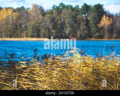 Wunderschöne Herbstlandschaft mit schönen gelben und orangefarbenen Waldbäumen, blauer See mit Schilf im Vordergrund Stockfoto