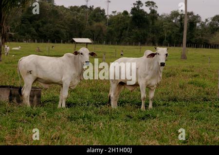 Itabela, bahia / brasilien - 19. oktober 2010: Zucht von Nelore-Rindern auf einem Bauernhof in der Stadt itabela, im Süden Bahia. Stockfoto