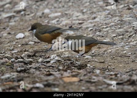 Weißkehldrossel (Garrulax albogularis) zwei Erwachsene ernähren sich auf rauer Strecke in Kathmandu, Nepal Februar Stockfoto